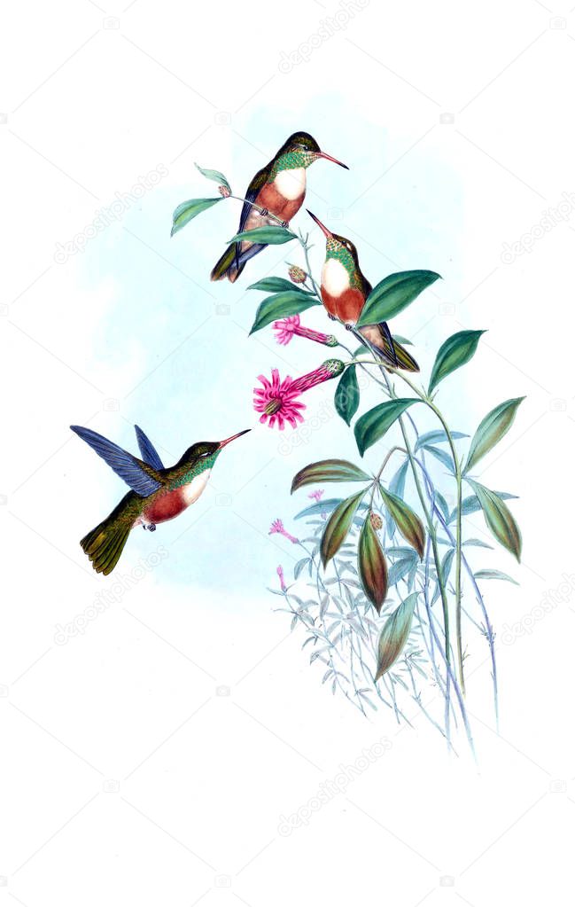 Illustration of a Hummingbird. Old image