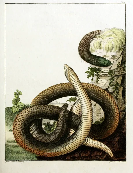 Illustration Serpent Vieille Image — Photo