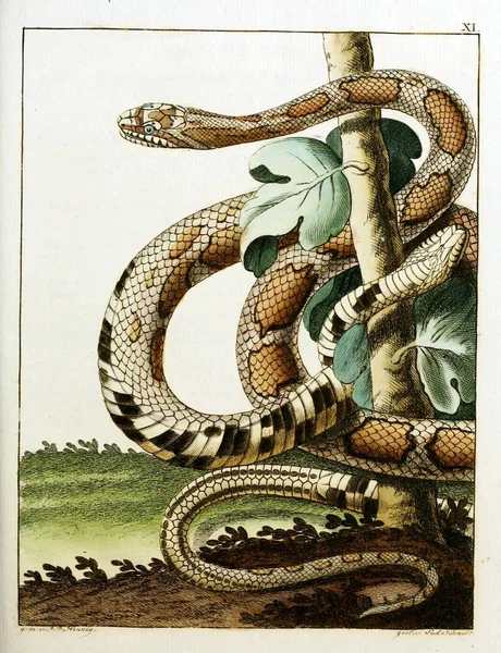 蛇的例证 旧图像 — 图库照片