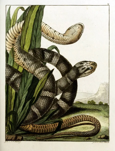 Illustrazione Serpente Vecchia Immagine — Foto Stock