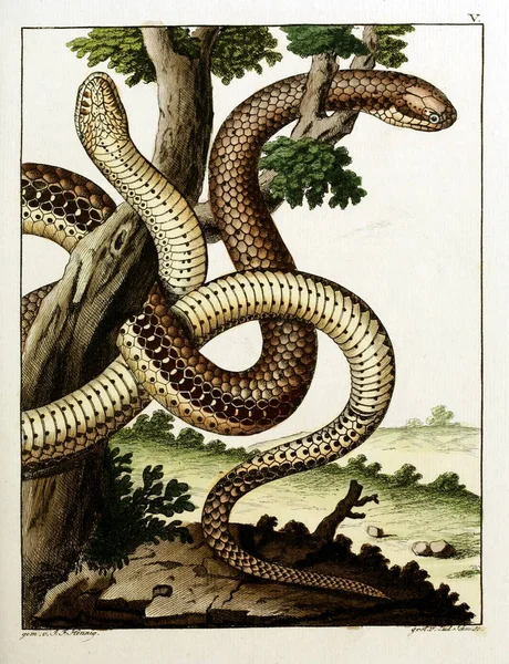 Illustrazione Serpente Vecchia Immagine — Foto Stock