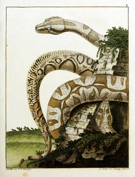 Ilustración Una Serpiente Imagen Antigua — Foto de Stock