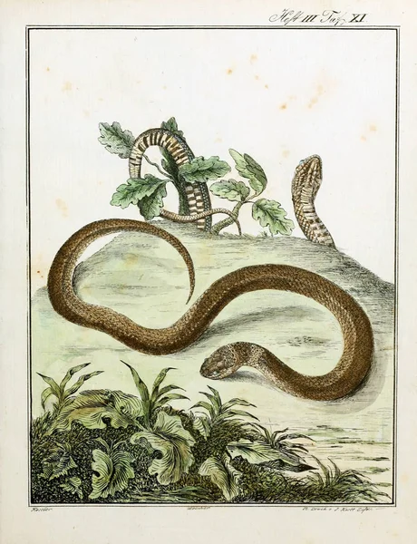 Illustration of a snake. Old image