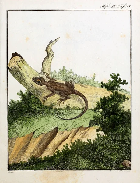 Ilustracja Węża Stary Obraz — Zdjęcie stockowe
