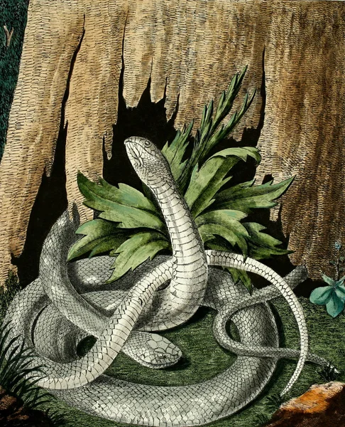 Illustrazione Serpente Vecchia Immagine — Foto Stock