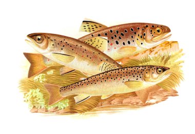 Illustration of salmon. Old image clipart