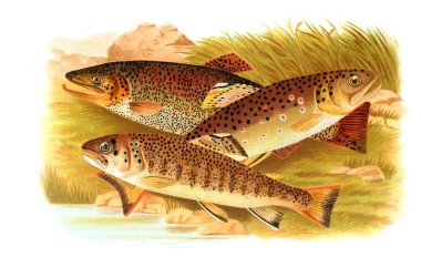 Somon Illustration. Eski resim