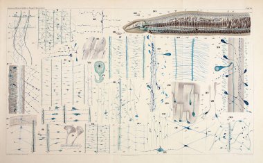 Yapısı ve solucanlar nemertea anatomisi.