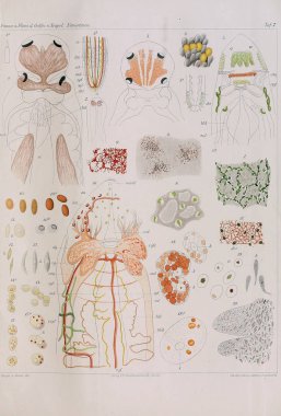 Yapısı ve solucanlar nemertea anatomisi.