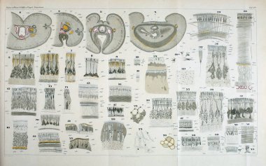 Yapısı ve solucanlar nemertea anatomisi.