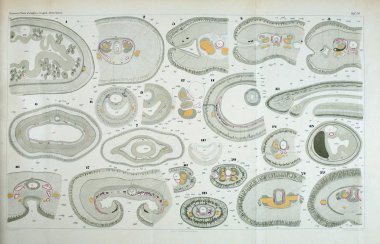 Yapısı ve solucanlar nemertea anatomisi.