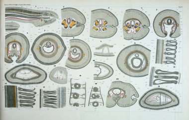 Yapısı ve solucanlar nemertea anatomisi.