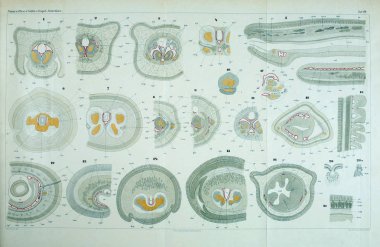 Yapısı ve solucanlar nemertea anatomisi.