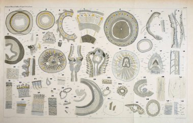 Yapısı ve solucanlar nemertea anatomisi.