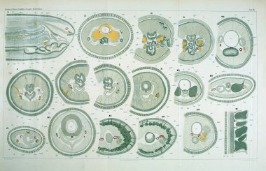 Yapısı ve solucanlar nemertea anatomisi.