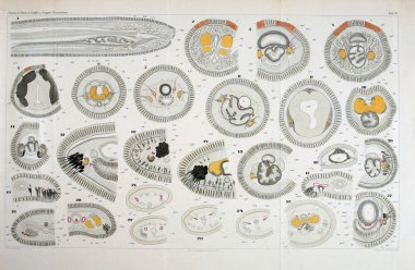 Yapısı ve solucanlar nemertea anatomisi.