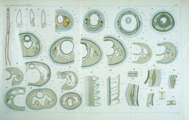 Yapısı ve solucanlar nemertea anatomisi.