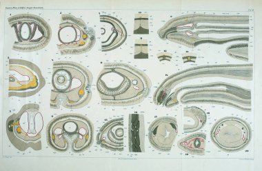 Yapısı ve solucanlar nemertea anatomisi.