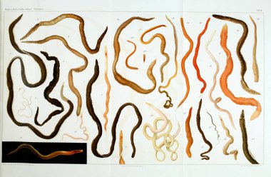 Yapısı ve solucanlar nemertea anatomisi.