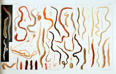 Yapısı ve solucanlar nemertea anatomisi.