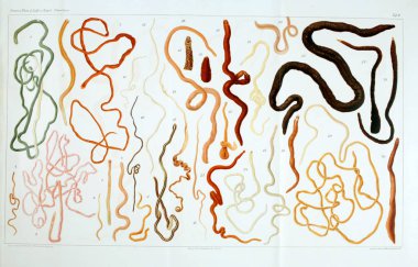 Yapısı ve solucanlar nemertea anatomisi.