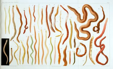 Yapısı ve solucanlar nemertea anatomisi.