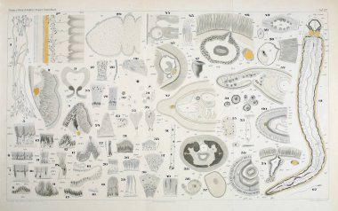 Yapısı ve solucanlar nemertea anatomisi.