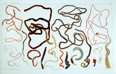 Yapısı ve solucanlar nemertea anatomisi.