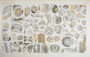 Yapısı ve solucanlar nemertea anatomisi.