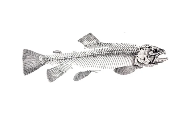 ภาพประกอบของปลาแซลมอน ภาพเก — ภาพถ่ายสต็อก