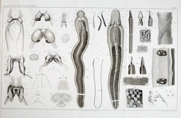 Estrutura Anatomia Dos Vermes Nemertea — Fotografia de Stock