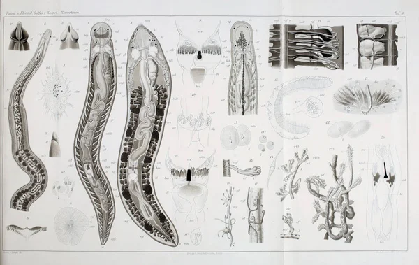 Struktura Anatomia Wstężnice Robaki — Zdjęcie stockowe