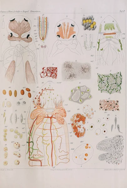 構造とワーム環形動物の解剖学 — ストック写真