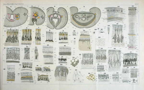Estrutura Anatomia Dos Vermes Nemertea — Fotografia de Stock