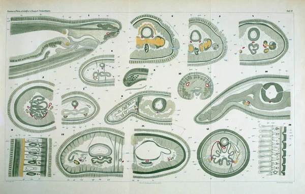 Yapısı ve solucanlar nemertea anatomisi.