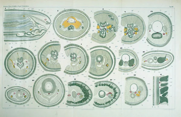 Yapısı ve solucanlar nemertea anatomisi.