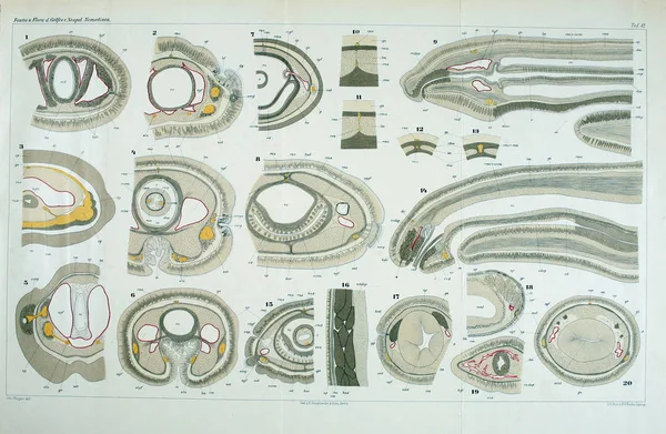 Yapısı ve solucanlar nemertea anatomisi.