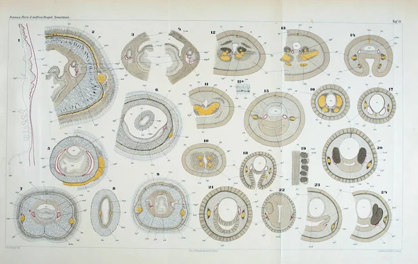 Yapısı ve solucanlar nemertea anatomisi.