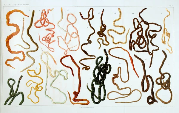 Yapısı ve solucanlar nemertea anatomisi.