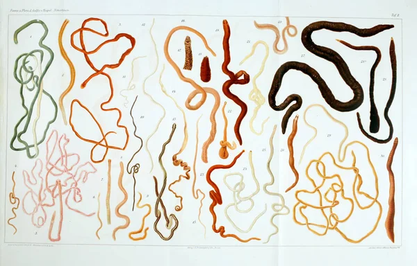 Yapısı ve solucanlar nemertea anatomisi.