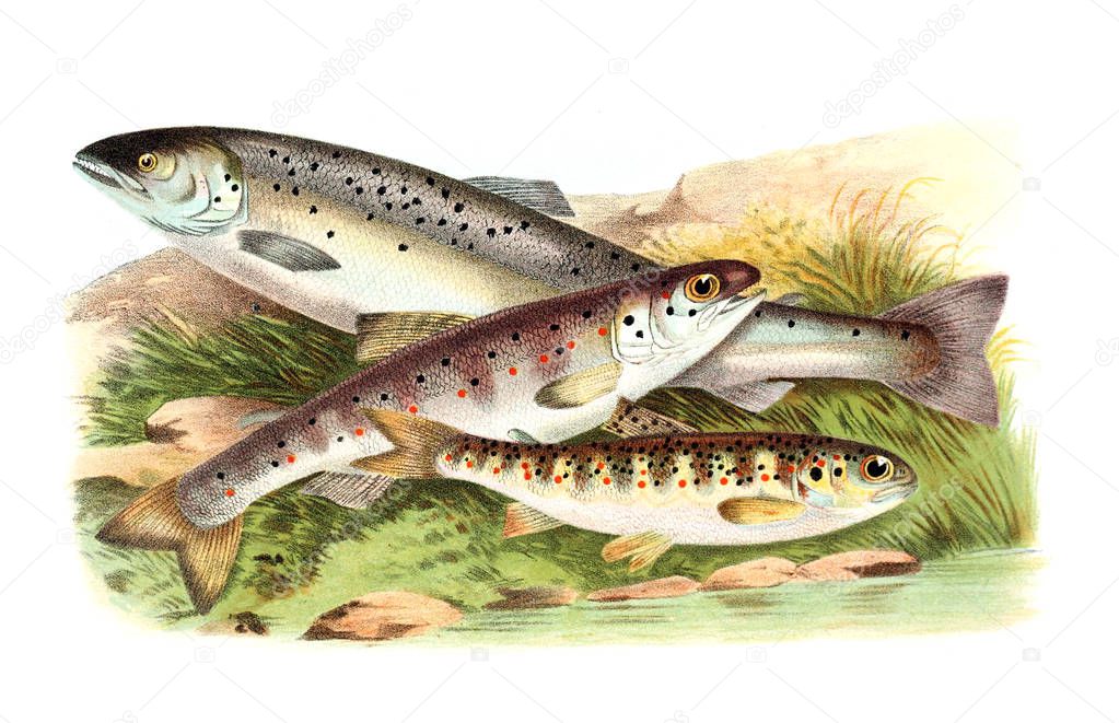 Illustration of salmon. Old image