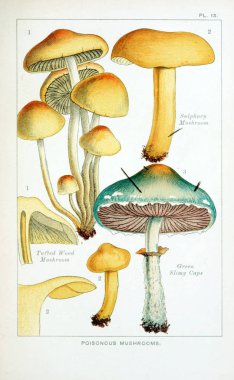 Mantar Illustration. Eski resim