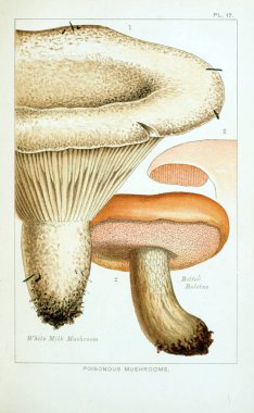 Mantar Illustration. Eski resim