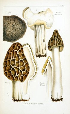 Mantar Illustration. Eski resim