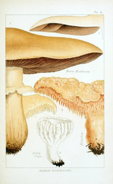 Mantar Illustration. Eski resim