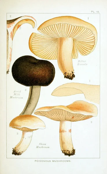 Illustrazione Dei Funghi Vecchia Immagine — Foto Stock