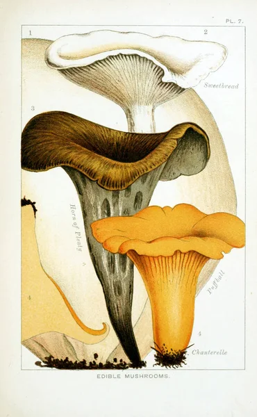Illustrazione Dei Funghi Vecchia Immagine — Foto Stock