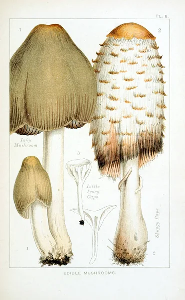 Illustrazione Dei Funghi Vecchia Immagine — Foto Stock