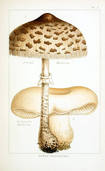 Illustrazione Dei Funghi Vecchia Immagine — Foto Stock