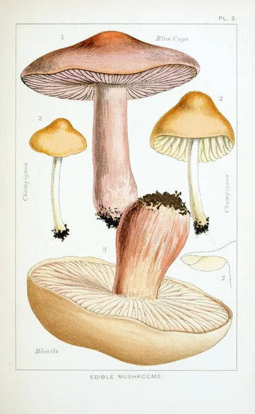 Illustration Mushrooms Old Image — Stock Photo, Image